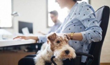 Qué es "humanimals", la tendencia que se está instalando en el ámbito laboral